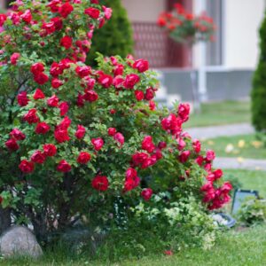 Rose Bush