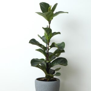 Peace Lily