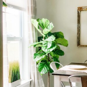 Fiddle Leaf Fig