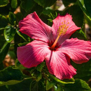 Hibiscus Plant