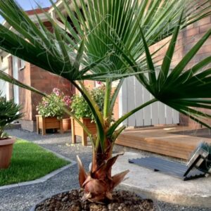 Mexican Fan Palm