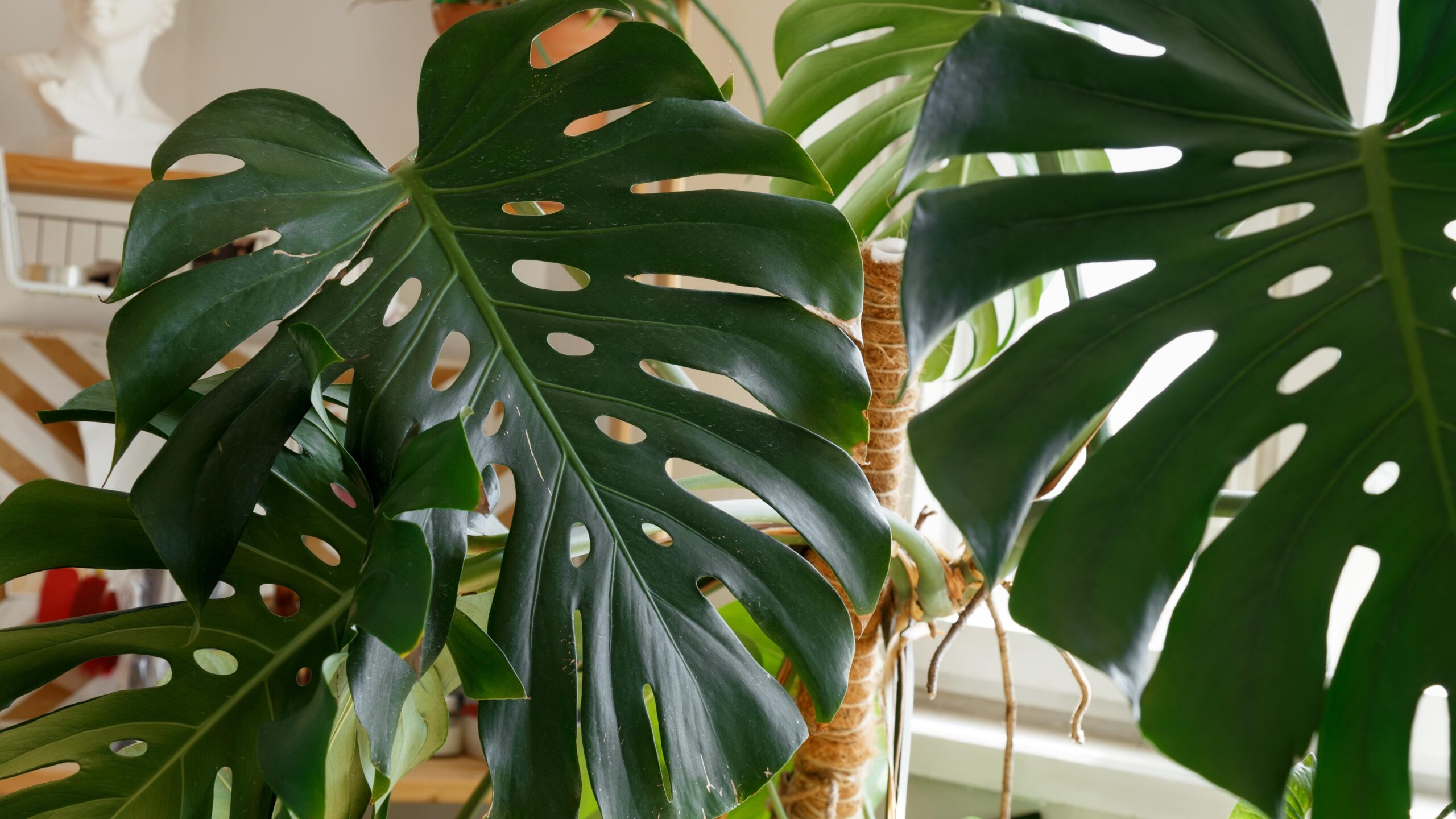 Monstera Deliciosa
