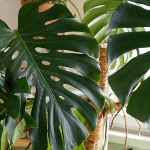 Monstera Deliciosa