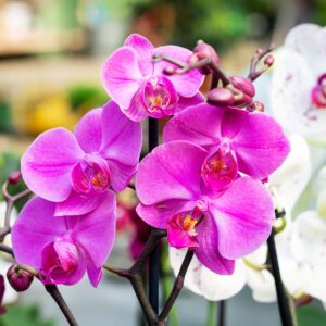 Orchid Plant