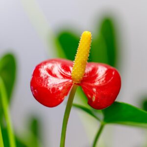 Anthurium Plant