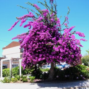 Bougainvillea